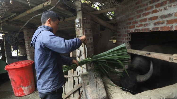 Cành tzuống miền Sa Pa xiêuz mảng quàn tào xanh đảng coz hoi lùng chuôngz