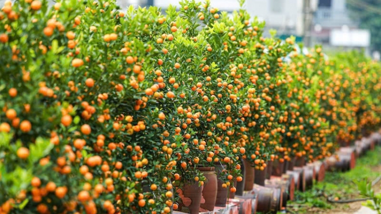 LỜI TỎ TÌNH CỦA MÙA XUÂN