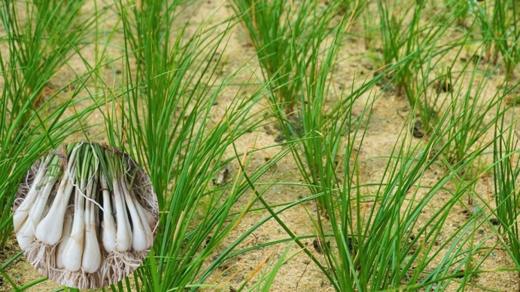 CHAY CHƯỚNG CO KIỆU