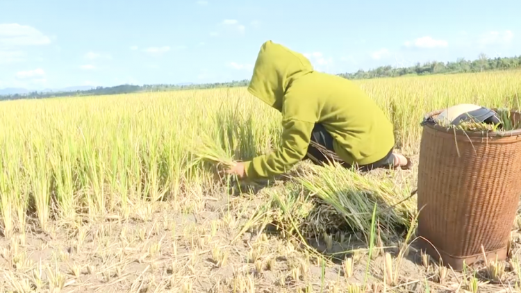 Đăk Đoa- Gia Lai : Bất lực nhìn lúa chết khát