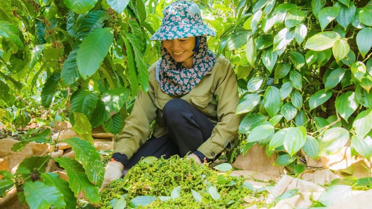 Hồ tiêu được giá, người trồng ở Đắk Lắk phấn khởi