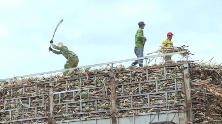 Mía ngọt trên vùng Đông Trường Sơn: Sinh kế bền vững cho nông dân Gia Lai