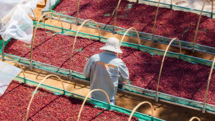 Gia Lai kơdo mơ-eăm mơdêk mơdró kơphế