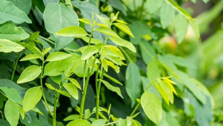 BẠI MÒN ĐÂY CÚA PHJẮC BÓN TÓI XÁU SỨC LÈNG