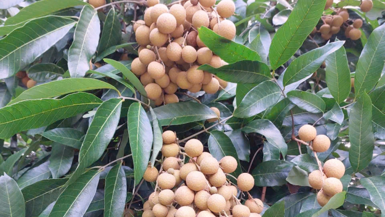 កសិករក្រុងកឹងធើទទួលបានប្រាក់រាប់ពាន់លានដុងពីការដាំមៀនសម្រាប់នាំចេញ