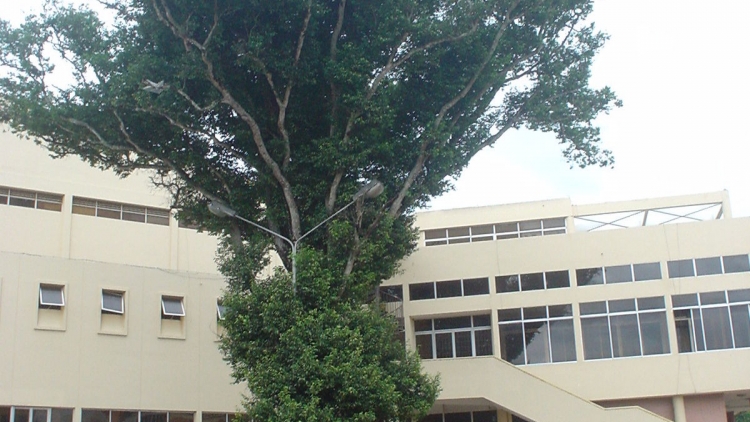Bóng cây Kơnia