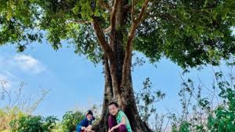 Bóng cây Kơnia