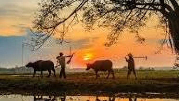 Danak dak sap Cam 19_05_2025