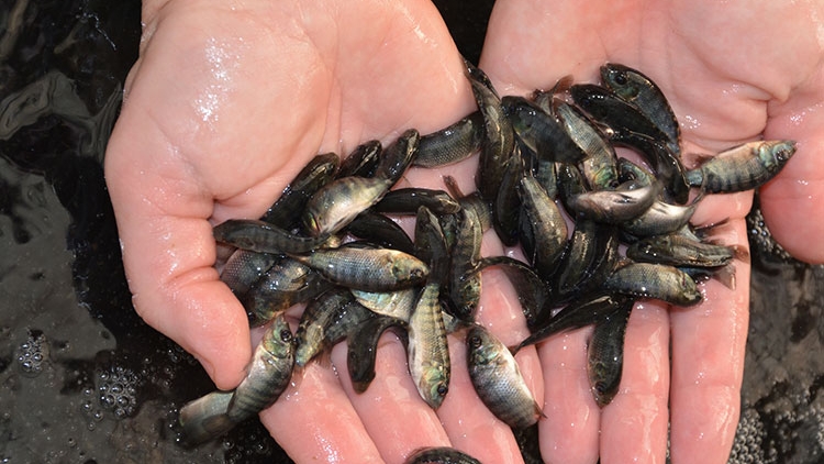 ILAMO RAONG IKAN KUAK PHI DON TINH