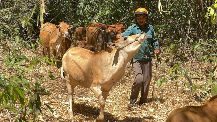 Kơdroh kơtiê a Dak Nông: Drêng troăng hơlâ tŏng gum tro mơngế, tro túa