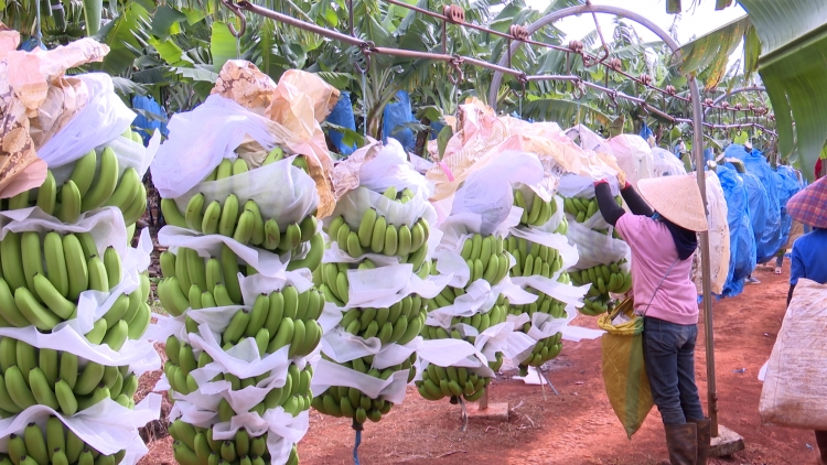 Gia Lai tam uă tờm prìt măi mok pa, pơgồp bơnah bơt bơtàu ƀòn lơgar pa tàm tơngai pa 