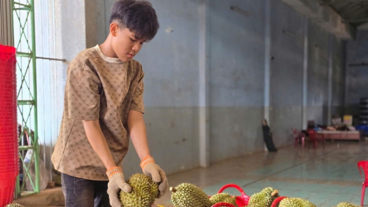 Gia Lai phiu ro mot rơnó krí plâi sầu riêng 2025