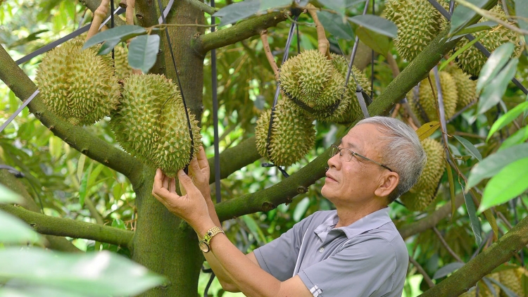 Lâm Đồng hnê pêi kơtăng tơdroăng rak ngăn ki tơƀrê  lĕm kơpong pêt sầu riêng tê ăm kong têa ê