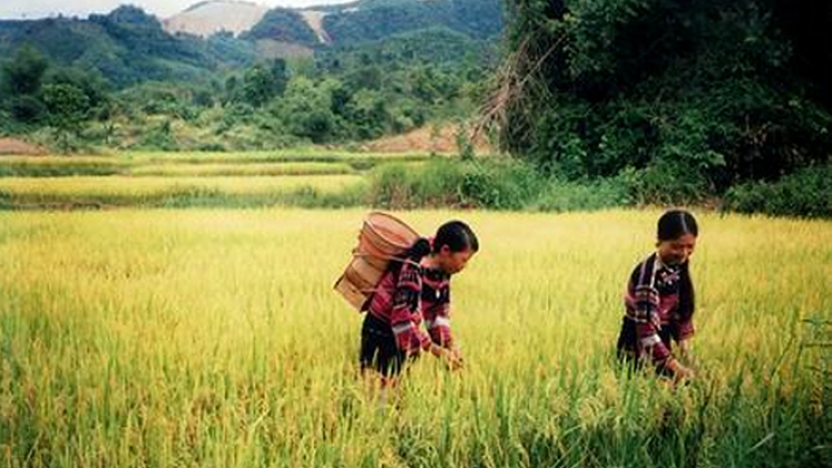 Hát giữ rẫy