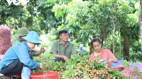សេដ្ឋីស្រុកស្រែនៅតំបន់ខ្ពង់រាបអៀងចូវ។