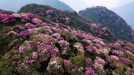 Tam Đường – Miền đỗ quyên rực rỡ