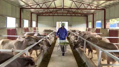 Khoa học kỹ thuật – tẩu khzáng liều phát hiáng hiàng thzun cành tzuống ziêm Lai Châu