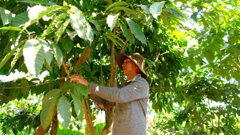 Phát huy vai trò đảng viên trong phát triển kinh tế ở Lâm Đồng