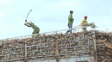 Mía ngọt trên vùng Đông Trường Sơn: Sinh kế bền vững cho nông dân Gia Lai