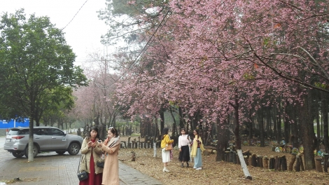 Adjoh kơtam toă tung chong