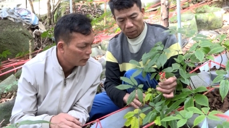 Ngon tô thứ 5 mự 17 căm bườn 4 pì 2025-Pảy chự cánh mả khày sầm quý cạt kiên cắp vịa mả khày dù lịch nẳng Lài Chầu