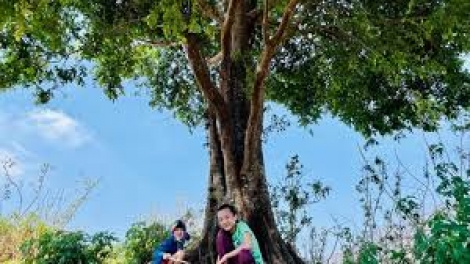 Bóng cây Kơnia