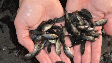 ILAMO RAONG IKAN KUAK PHI DON TINH