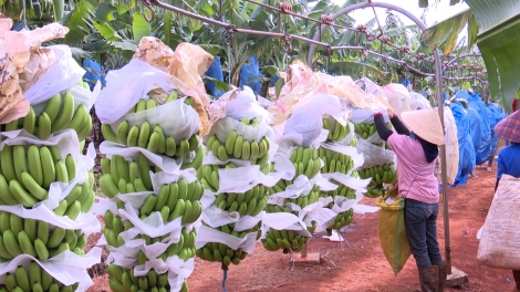 Gia Lai tam uă tờm prìt măi mok pa, pơgồp bơnah bơt bơtàu ƀòn lơgar pa tàm tơngai pa 