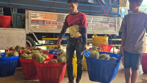 Dik dăk anom sĭ mơdrô boh Sầu riêng (Durian) akŏ bơyan ƀơi Gia Lai