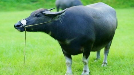 Kỹ thuật úi chủn sùi ngùng tái lổng oz