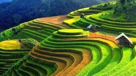 Phai paz nhây phiến