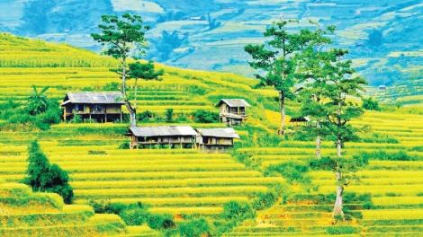 Mir ôr thôr kroong (Cánh đồng quê hương)