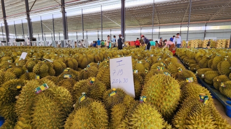 Dăk Lăk lơh pràn sền swì nền bơta niam, gàr bơngă sầu riêng tăc mờ lơgar ndai 