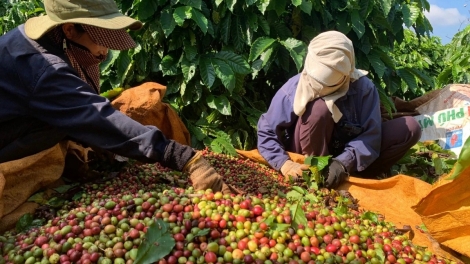 Tơring găh Pơbăh Tơring Tŏk bŏk – Tây Nguyên oei hăt tơplih hăm kơmăy sô̆ vă tơgŭm ăn kon pơlei jang chŭn mir, anih tĕch mơdro