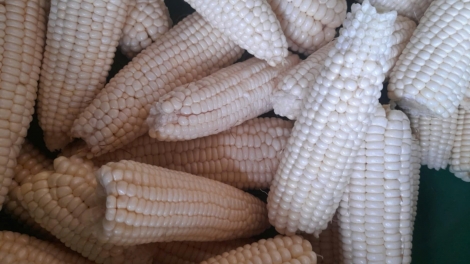 Kơƀăn alâi hơ oh - kế kâ dêi kuăn pơlê mơngế K’ho a Lâm Đồng hmâ kâ