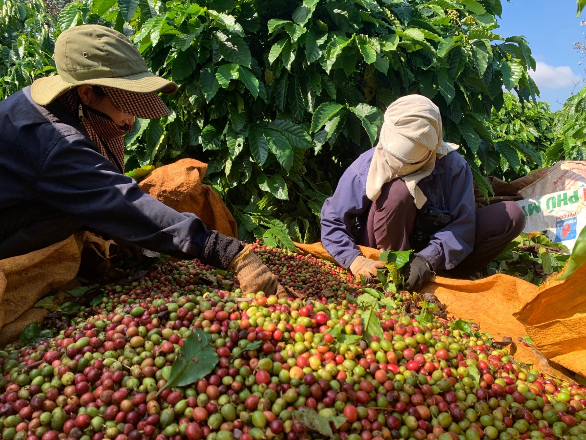 Cà phê đỉnh giá, nông dân Tây Nguyên vừa thu hái vừa lo đề phòng trộm cắp.
Ảnh: Công Bắc/VOV Tây Nguyên