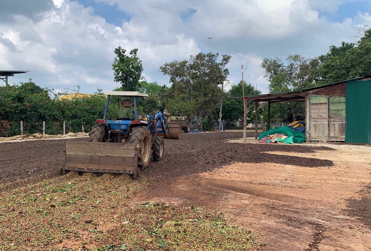 Giá cao khiến vườn cây, sân phơi của nông dân thường xuyên
bị các đối tượng trộm cắp nhắm đến.
Ảnh: Công Bắc/VOV Tây Nguyên