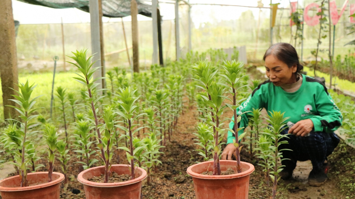 Gia đình bà Lê Thị Thanh Nga, ở tổ dân phố 2, thị trấn A Lưới
thành công với mô hình trồng hoa trong nhà màng.
Ảnh: Vinh Thông-Lê Hiếu/VOV Miền Trung