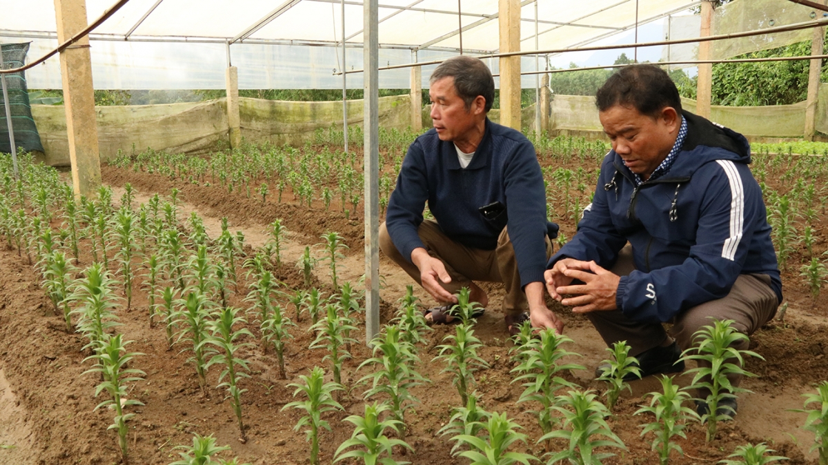 Nhiều giống hoa xứ lạnh phát triển tốt, phù hợp với điều kiện tự nhiên ở A Lưới.
Ảnh: Vinh Thông-Lê Hiếu/VOV Miền Trung