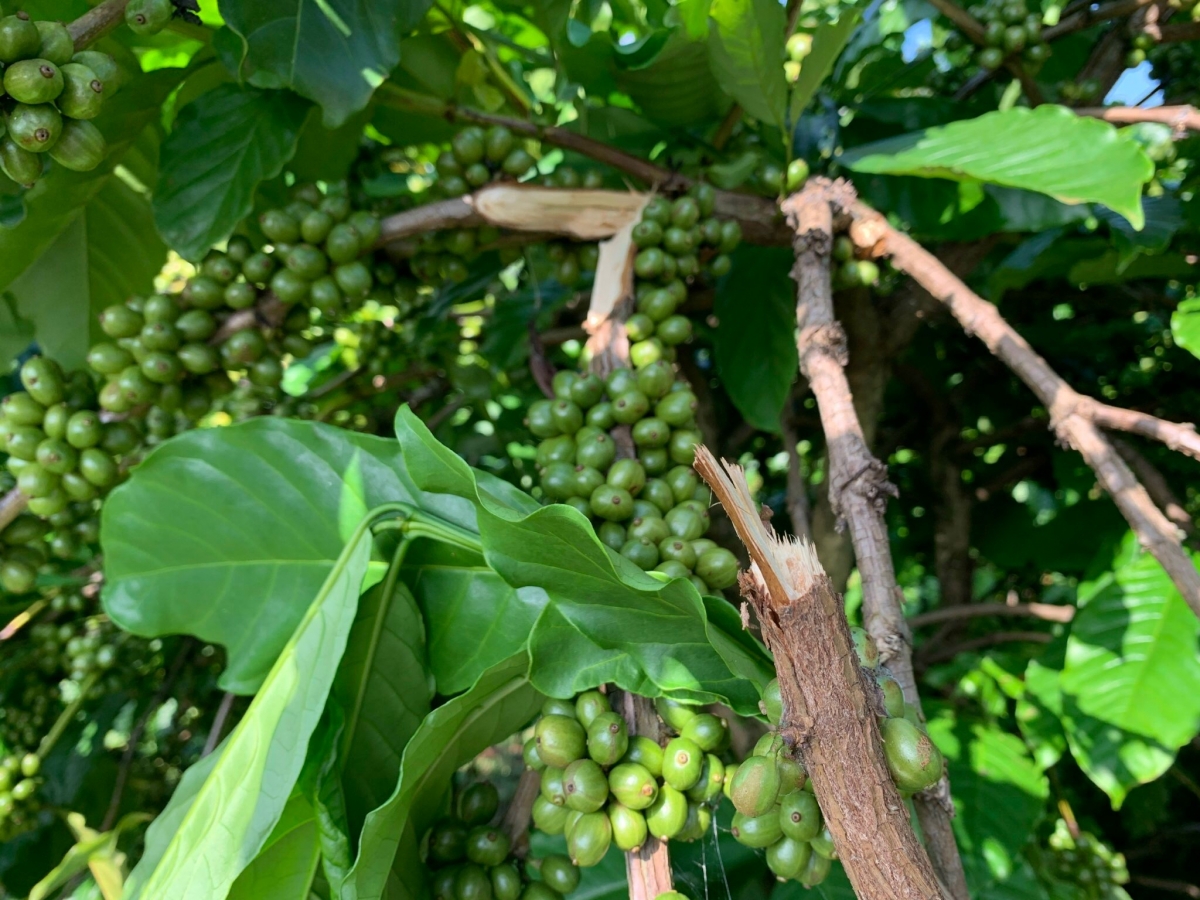 Trộm cắp thường đột nhập ban đêm, bẻ cành tuốt quả bất chấp xanh - chín.
Ảnh: Công Bắc/VOV Tây Nguyên