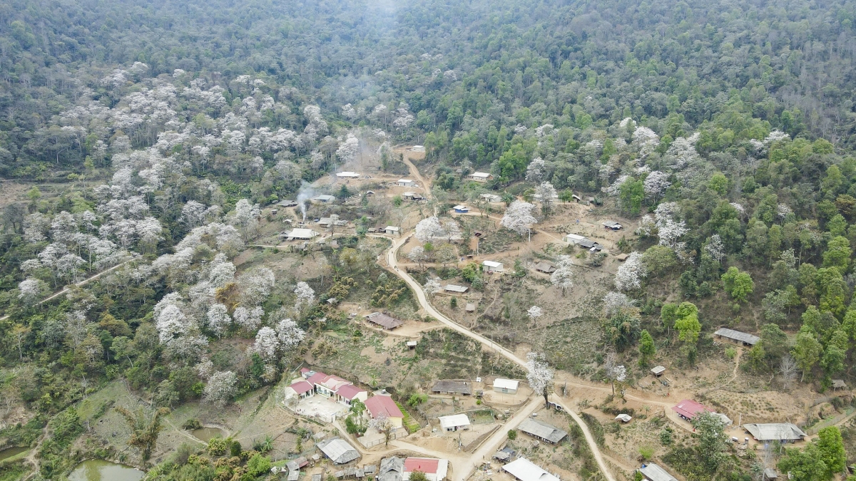 Cách thành phố Điện Biên Phủ khoảng 50km, bản Nặm Cứm, xã Ngối Cáy, huyện Mường Ảng (Điện Biên) như một viên ngọc ẩn mình giữa đại ngàn. Nơi đây, khoảng 1.200 cây hoa ban cổ thụ tỏa sắc, nhuộm trắng cả không gian rộng lớn.