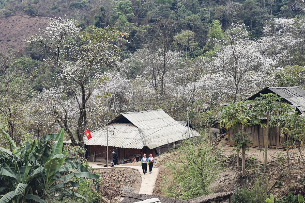 Hoa nở trên những triền đồi thoai thoải, vươn cao giữa những tán rừng phòng hộ, rồi len lỏi vào tận từng mái nhà của đồng bào Mông nơi đây.