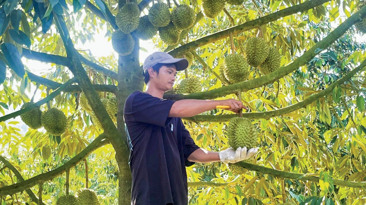 Knơm ndơ geh ơm kơl an, neh ntu uĕh jêng tâm di hun hao ăp ntil tơm tăm jŏ năm geh khlay wăng sa âk, nkual ntŭk cách mạng Lộc Nam, ntŭk wa K’ Dĩnh ndrel mpôl păl hăn tâm lơh tâm su lĕ jêng ăp nkual tuch tăm lŏ mir đăp mpăn
 