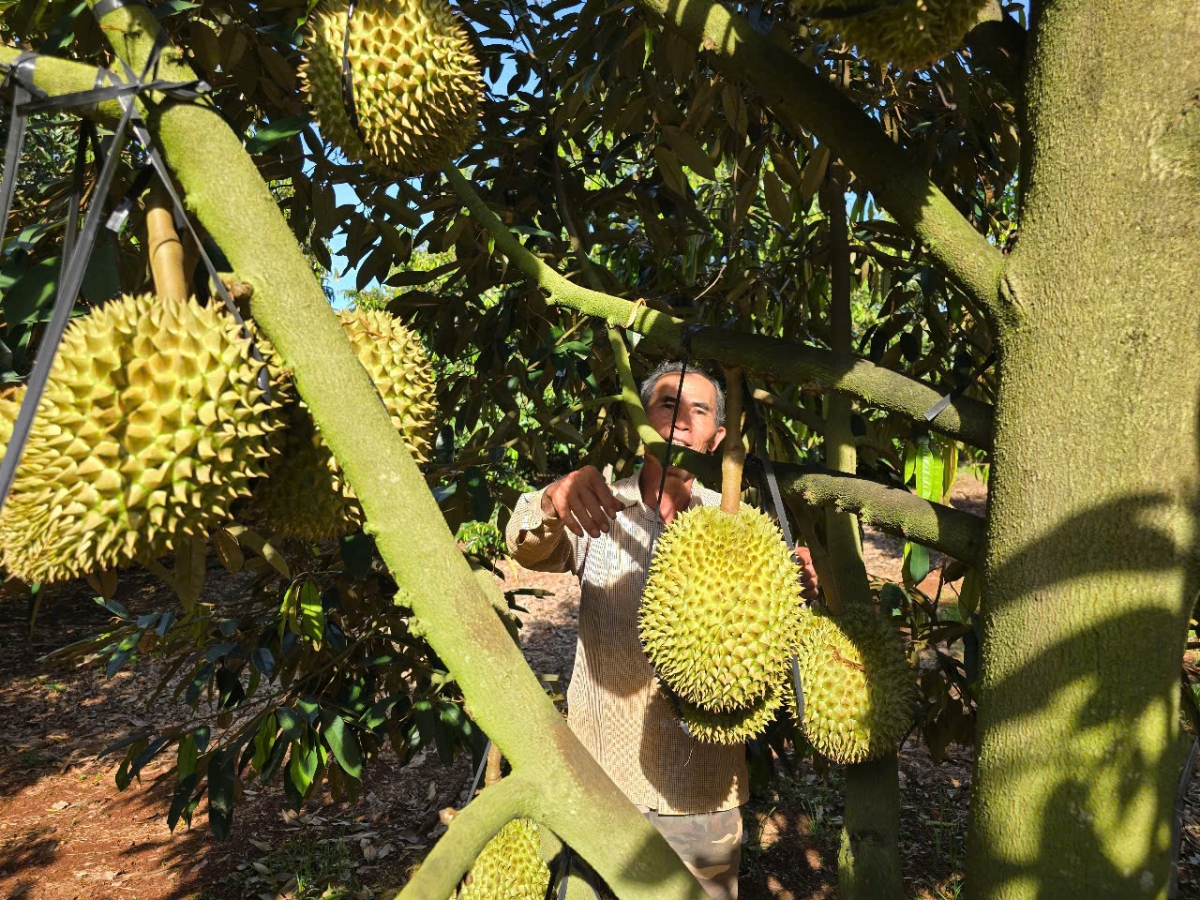 Dưi wai lăng răk rem djơ̆ hơdră djru kơ boh durian (Sầu riêng ) hiam tŭ yua hăng boh lu