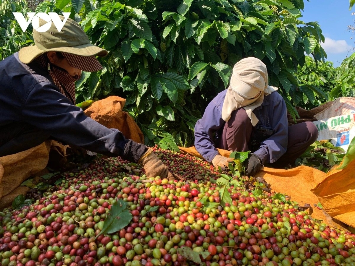 Priă càn dong kờl ờ sa priă cồng uă dong kờl cau lơh broă sa Tây Nguyên iang nùs lơh broă sa