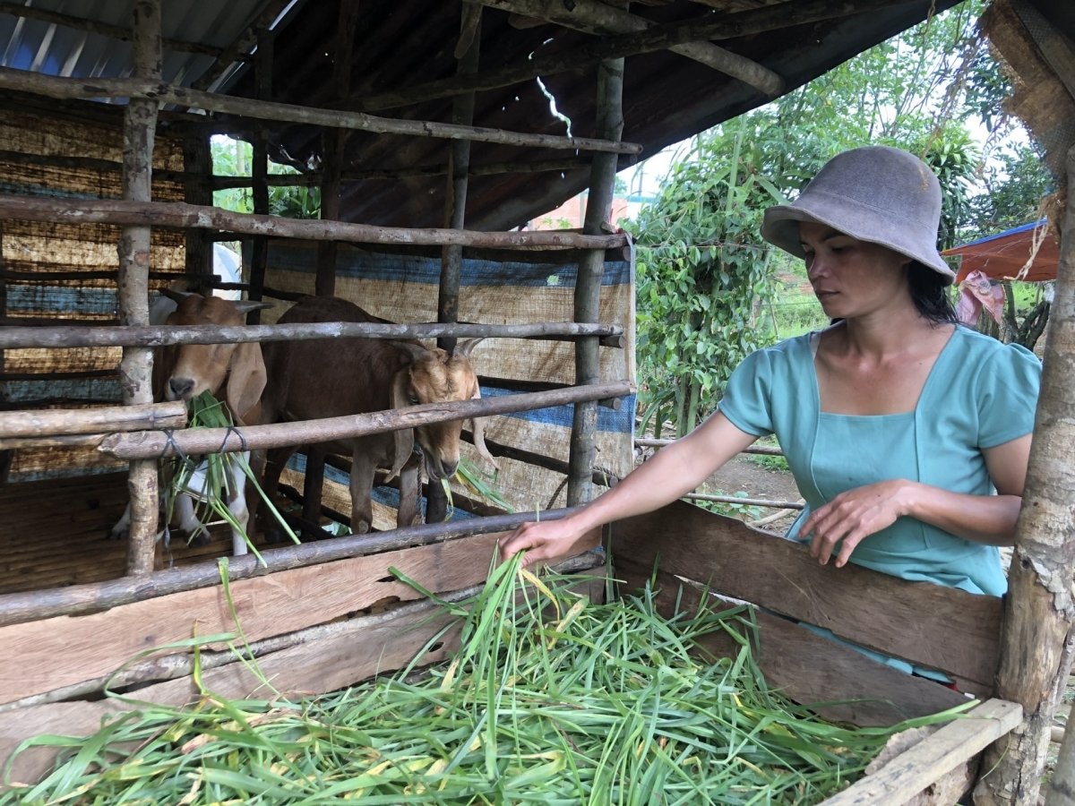 Urang bangsa takik ngak mbang patagok raidiuk