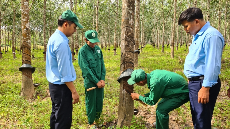 Gialai: Bơyan bơnga ƀơi kual guai dêh čar Ia Mơr