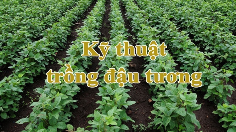  Chaoz tzuống cành tzuống canh tông họp kếu lùng tzẳng coiz thiuz hoi 9/12/2022 (Kỹ thuật trồng cây vụ đông thích ứng với khí hậu)