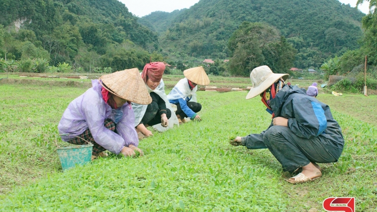 Cấu lống cành tzuống canh tông