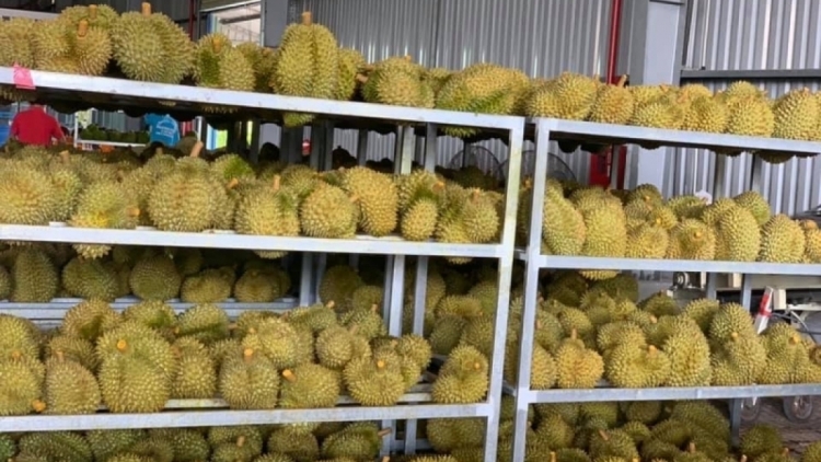 Đăm bi tiŏ êran pla boh durian ôh 